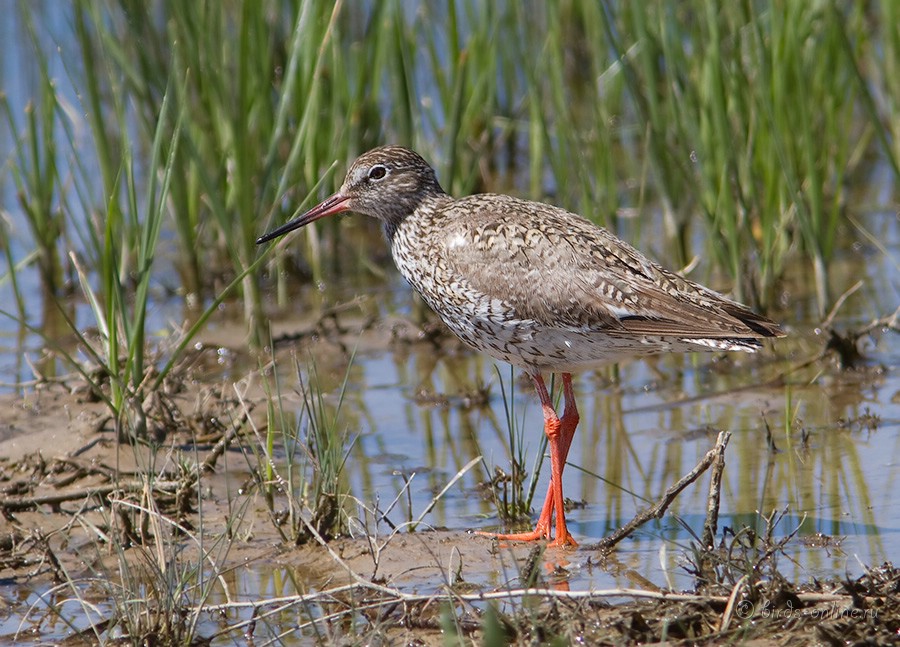 Травник (Tringa totanus)
Keywords: Травник Tringa totanus kz2010