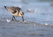 Песчанка Calidris alba
Filename=8Z2A7385.jpg
Filesize=209KB
Dimensions=1100x777
Date added=Sep 22, 2020 8Z2A7385.jpg