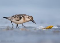 Песчанка Calidris alba
Filename=8Z2A7430.jpg
Filesize=131KB
Dimensions=1100x781
Date added=Sep 22, 2020 8Z2A7430.jpg