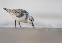 Песчанка Calidris alba
Filename=8Z2A7572.jpg
Filesize=132KB
Dimensions=1100x777
Date added=Sep 22, 2020 8Z2A7572.jpg