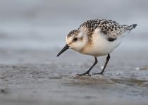 Песчанка Calidris alba
Filename=8Z2A7626.jpg
Filesize=185KB
Dimensions=1100x785
Date added=Sep 22, 2020 8Z2A7626.jpg