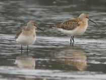 Краснозобик Calidris ferruginea
Filename=_MG_4102_2.jpg
Filesize=193KB
Dimensions=879x666
Date added=Dec 17, 2017 _MG_4102_2.jpg