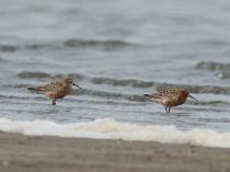 Краснозобик Calidris ferruginea Odessa2008
Filename=_MG_8214.jpg
Filesize=156KB
Dimensions=900x675
Date added=Dec 17, 2017 _MG_8214.jpg