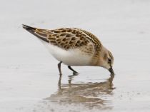 Кулик-воробей Calidris minuta
Filename=_MG_3825.JPG
Filesize=51KB
Dimensions=900x674
Date added=Dec 17, 2017 _MG_3825.JPG