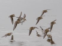 Кулик-воробей Calidris minuta
Filename=_MG_3923.jpg
Filesize=117KB
Dimensions=900x668
Date added=Dec 17, 2017 _MG_3923.jpg