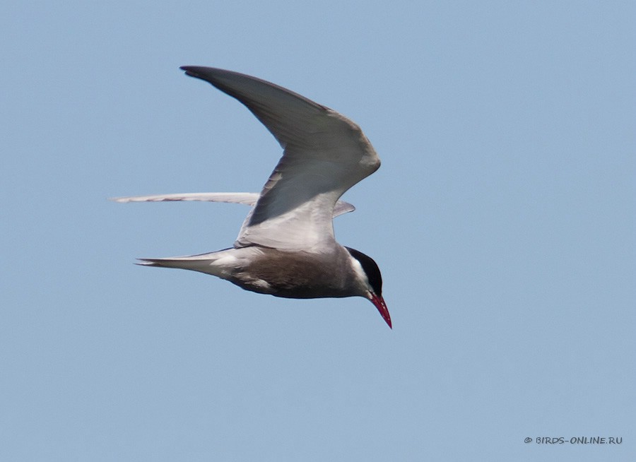 Крачка белощекая (Chlidonias hybridus)
Keywords: Крачка белощекая Chlidonias hybridus by2010
