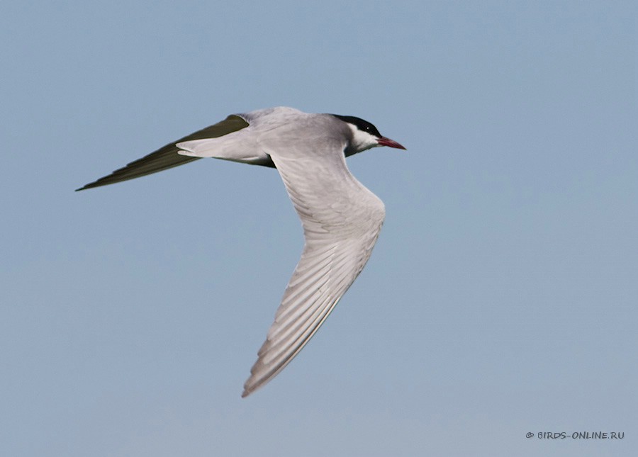 Крачка белощекая (Chlidonias hybridus)
Keywords: Крачка белощекая Chlidonias hybridus by2010