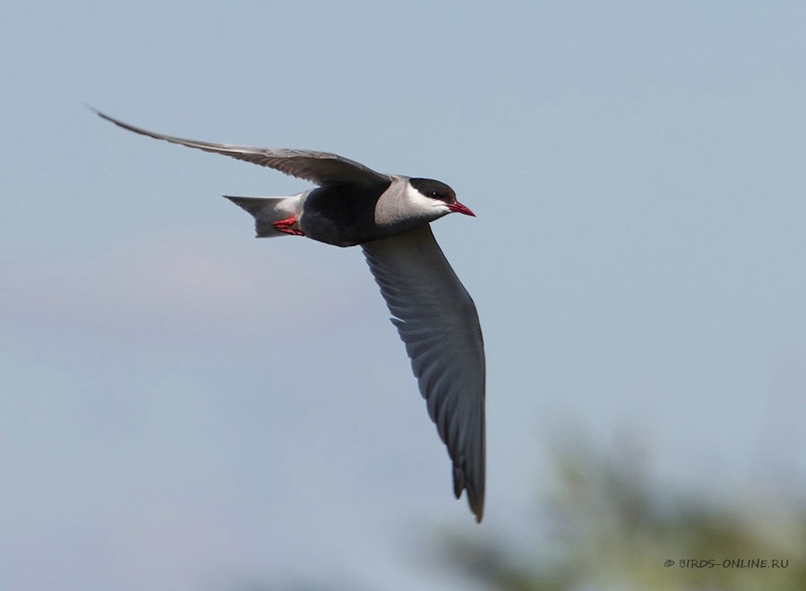 Крачка белощекая (Chlidonias hybridus)
Keywords: Крачка белощекая Chlidonias hybridus by2010