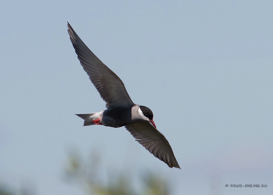 Крачка белощекая (Chlidonias hybridus)
Keywords: Крачка белощекая Chlidonias hybridus by2010