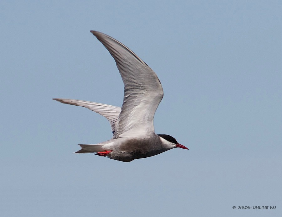 Крачка белощекая (Chlidonias hybridus)
Keywords: Крачка белощекая Chlidonias hybridus by2010