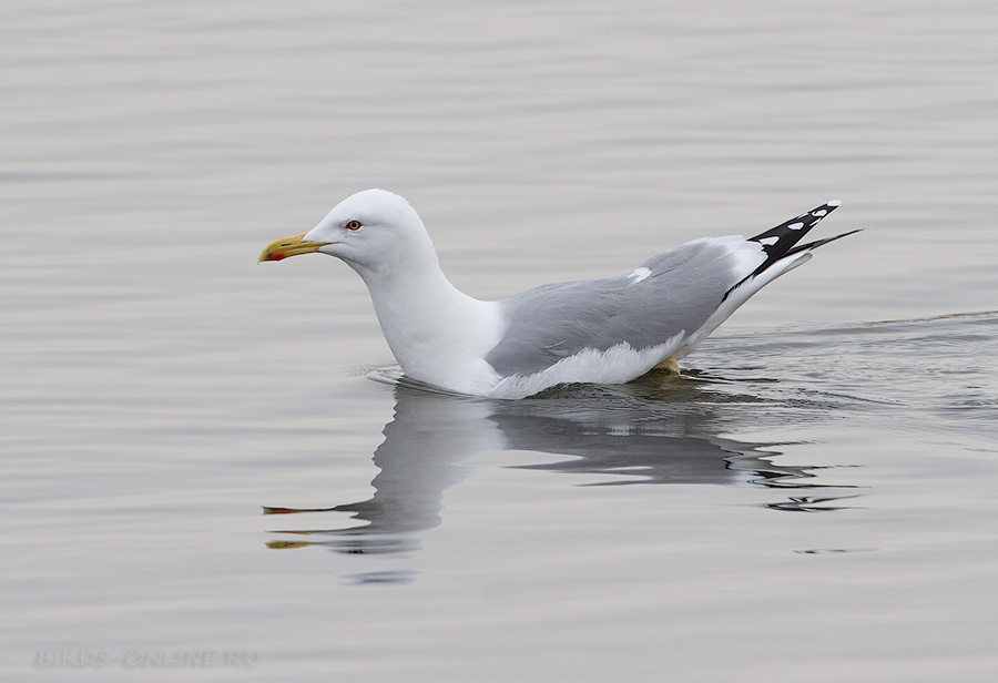 Хохотунья (Larus cachinnans)
Keywords: Хохотунья Larus cachinnans