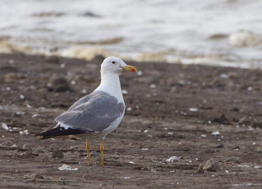 Чайка армянская (Larus armenicus)
Keywords: Чайка армянская Larus armenicus armenia2013