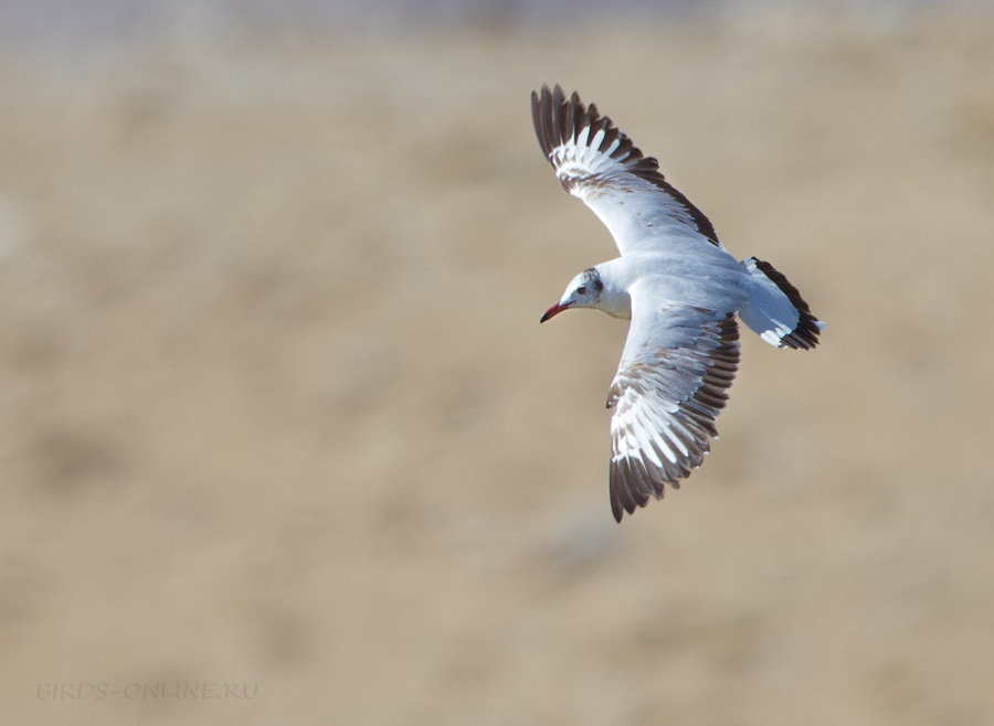 Чайка буроголовая (Larus brunnicephalus)
Keywords: Чайка буроголовая Larus brunnicephalus tj2014