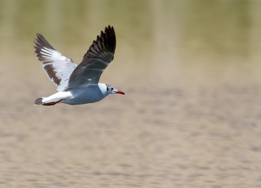 Чайка буроголовая (Larus brunnicephalus)
Keywords: Чайка буроголовая Larus brunnicephalus tj2014