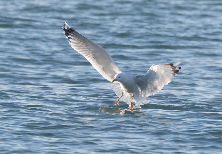 Хохотунья (Larus cachinnans)
Keywords: Хохотунья Larus cachinnans sochi2018