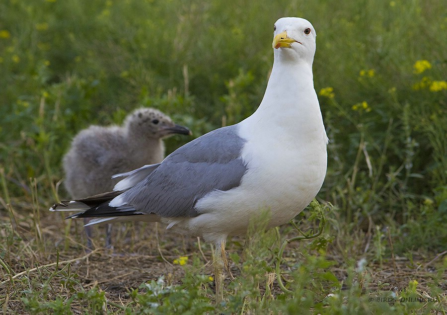 Хохотунья (Larus cachinnans)
Keywords: Хохотунья Larus cachinnans manych10