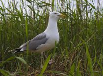 Хохотунья Larus cachinnans manych10
Filename=IMG_0197.JPG
Filesize=275KB
Dimensions=900x663
Date added=Aug 24, 2010 IMG_0197.JPG