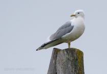 Чайка сизая Larus canus kamtschatchensis magadan2019
Filename=8Z2A6141.jpg
Filesize=111KB
Dimensions=900x627
Date added=Aug 24, 2019 8Z2A6141.jpg
