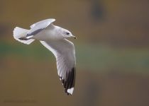 Filename=8Z2A9846.jpg
Filesize=677KiB
Dimensions=1500x1074
Date added=Oct 28, 2025 8Z2A9846.jpg