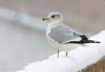 Чайка сизая Larus canus
Filename=IMG_6448.jpg
Filesize=122KB
Dimensions=900x621
Date added=Jan 14, 2012 IMG_6448.jpg