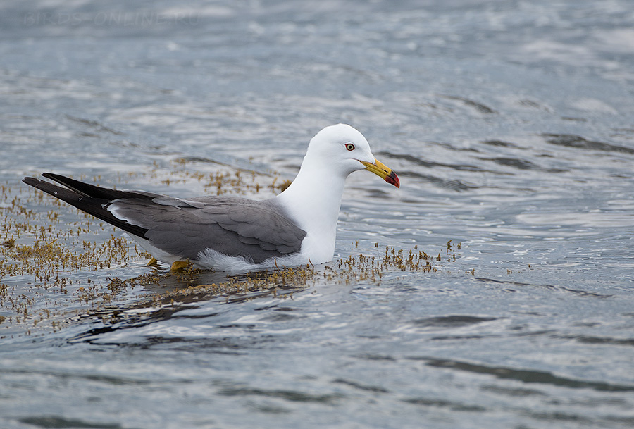 Чернохвостая чайка (Larus crassirostris)
Keywords: Чернохвостая чайка Larus crassirostris primorye2016