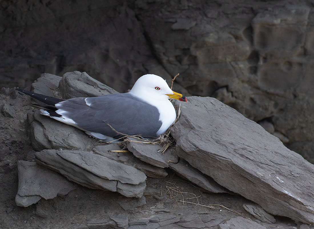 Чернохвостая чайка Larus crassirostris primorye2023
 
 Click to view full size image