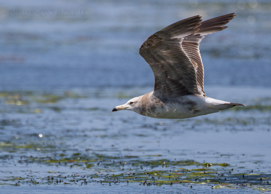 Чернохвостая чайка (Larus crassirostris)
Keywords: Чернохвостая чайка Larus crassirostris sakhalin2017