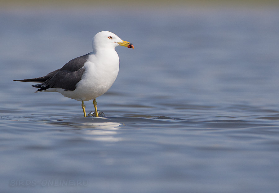 Чернохвостая чайка (Larus crassirostris)
Keywords: Чернохвостая чайка Larus crassirostris primorye2016