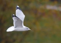 Filename=8Z2A0034.jpg
Filesize=1072KiB
Dimensions=1500x1065
Date added=Oct 28, 2025 8Z2A0034.jpg