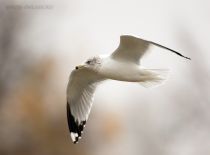 Filename=8Z2A9991.jpg
Filesize=664KiB
Dimensions=1500x1114
Date added=Oct 28, 2025 8Z2A9991.jpg