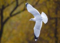 Filename=8Z2A9995.jpg
Filesize=1028KiB
Dimensions=1500x1081
Date added=Oct 28, 2025 8Z2A9995.jpg