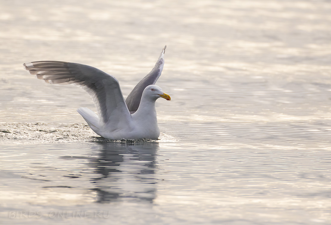 Серокрылая чайка Larus glaucescens kamchatka2022
 
 Click to view full size image