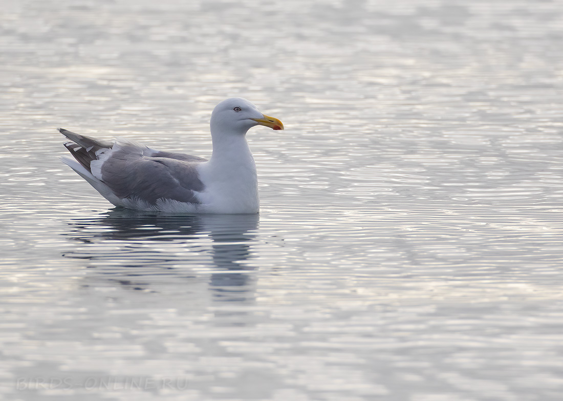 Серокрылая чайка Larus glaucescens kamchatka2022
 
 Click to view full size image