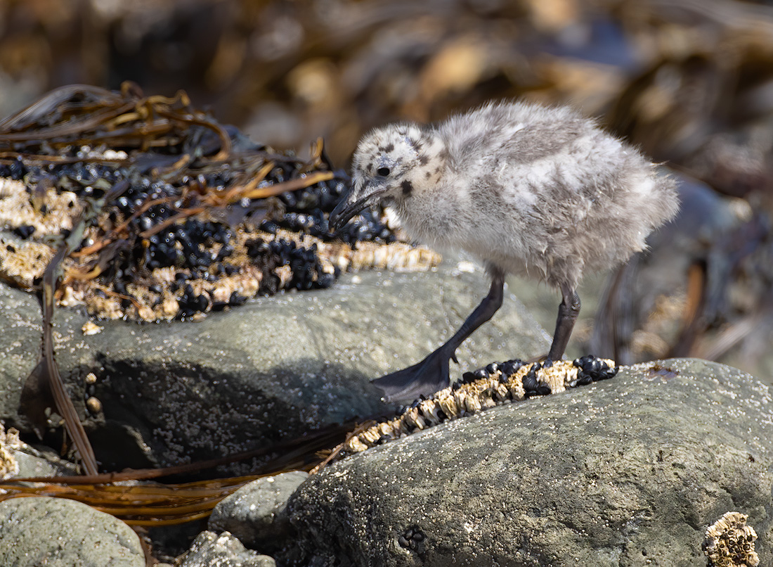 Серокрылая чайка Larus glaucescens kamchatka2022
 
 Click to view full size image