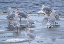Полярная чайка Larus glaucoides murmansk2023
Filename=8Z2A8477.jpg
Filesize=296KB
Dimensions=1300x894
Date added=Nov 11, 2023 8Z2A8477.jpg