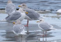 Полярная чайка Larus glaucoides murmansk2023
Filename=8Z2A8478.jpg
Filesize=247KB
Dimensions=1100x757
Date added=Nov 11, 2023 8Z2A8478.jpg