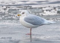 Полярная чайка Larus glaucoides murmansk2023
Filename=8Z2A8520.jpg
Filesize=358KB
Dimensions=1100x788
Date added=Nov 11, 2023 8Z2A8520.jpg