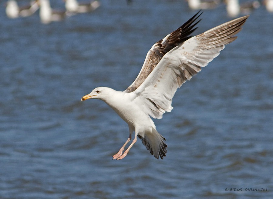 КлуШа восточная (Larus heuglini)
Keywords: КлуШа восточная Larus heuglini yamal10