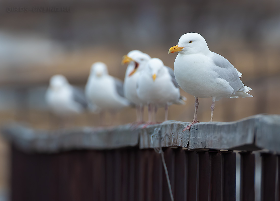 Бургомистр (Larus hyperboreus)
Keywords: Бургомистр Larus hyperboreus chukotka2020