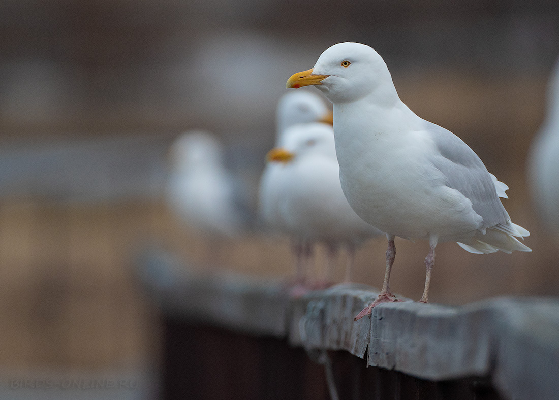 Бургомистр (Larus hyperboreus)
Keywords: Бургомистр Larus hyperboreus chukotka2020