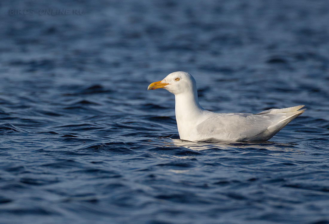 Бургомистр (Larus hyperboreus)
Keywords: Бургомистр Larus hyperboreus chukotka2020