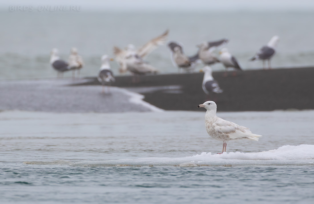 Бургомистр (Larus hyperboreus)
Keywords: Бургомистр Larus hyperboreus chukotka2020