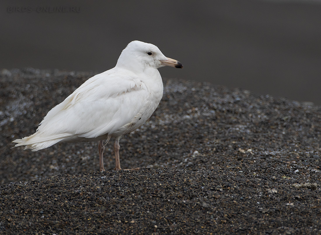 Бургомистр Larus hyperboreus chukotka2020
 
 Click to view full size image