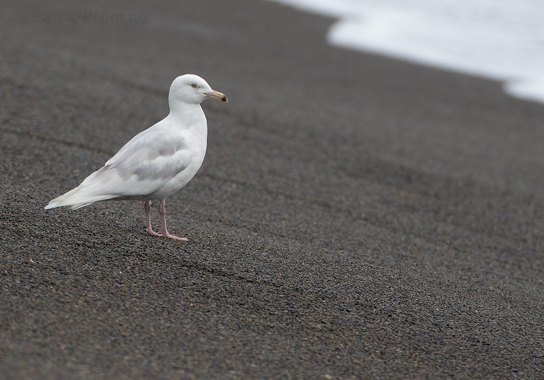 Бургомистр (Larus hyperboreus)
Keywords: Бургомистр Larus hyperboreus chukotka2020