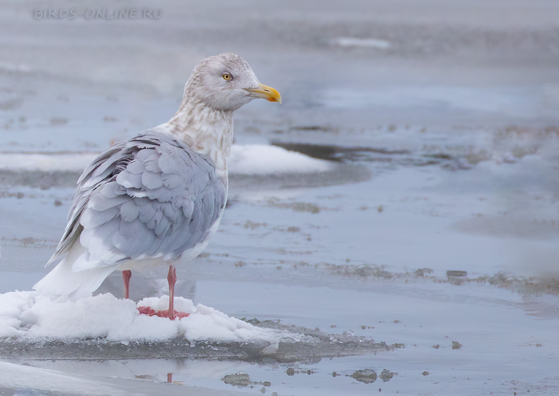 Бургомистр (Larus hyperboreus)
Keywords: Бургомистр Larus hyperboreus murmansk2023