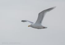 Бургомистр Larus hyperboreus yakutia2018
Filename=8Z2A3050.jpg
Filesize=66KB
Dimensions=900x629
Date added=Dec 27, 2018 8Z2A3050.jpg