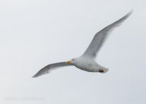 Бургомистр Larus hyperboreus yakutia2018
Filename=8Z2A3057.jpg
Filesize=56KB
Dimensions=900x644
Date added=Dec 27, 2018 8Z2A3057.jpg