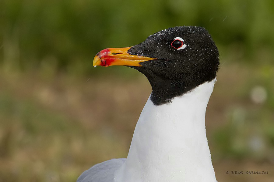 Хохотун черноголовый (Larus ichthyaetus)
Keywords: Хохотун черноголовый Larus ichthyaetus manych10