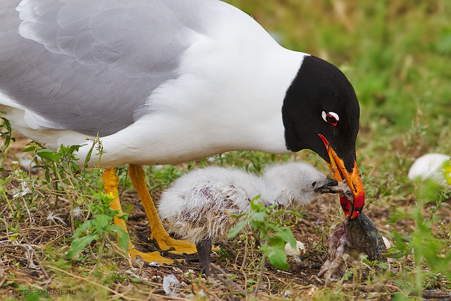 Хохотун черноголовый (Larus ichthyaetus)
Keywords: Хохотун черноголовый Larus ichthyaetus manych10