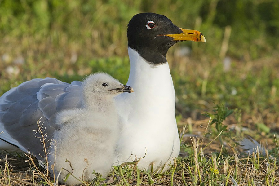 Хохотун черноголовый (Larus ichthyaetus)
Keywords: Хохотун черноголовый Larus ichthyaetus manych10